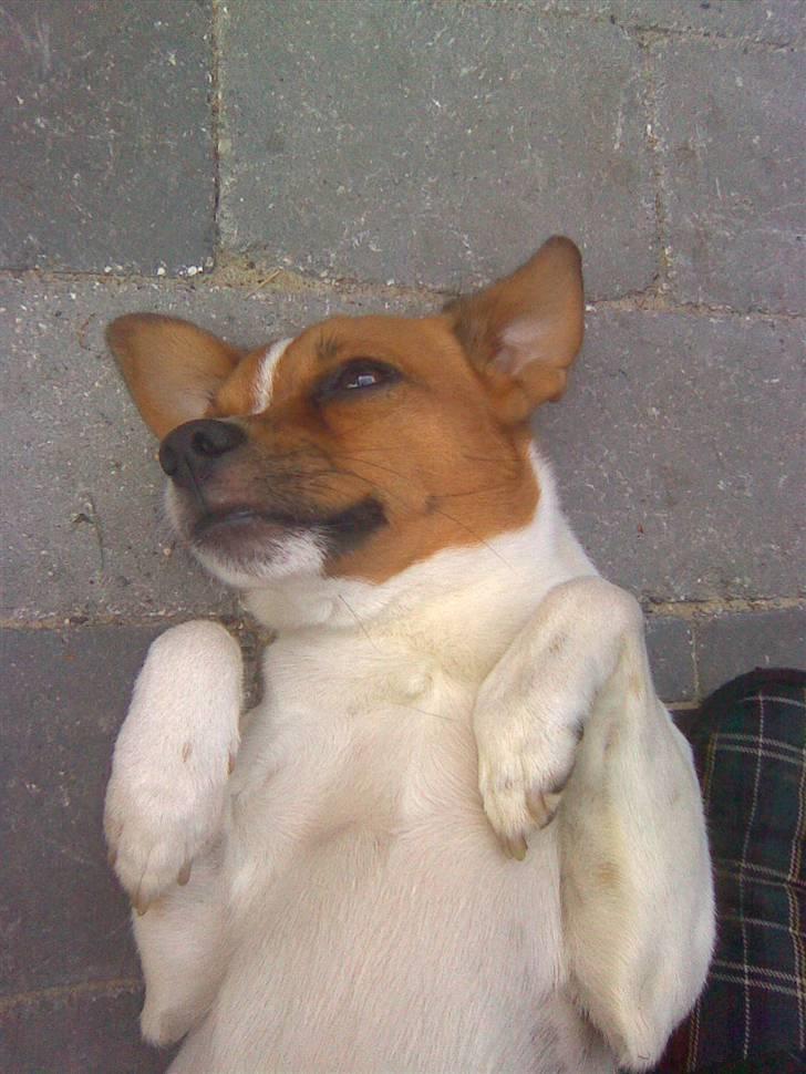 Blanding af racer Bernhard - sådan her ligger jeg altid og sover!  billede 10