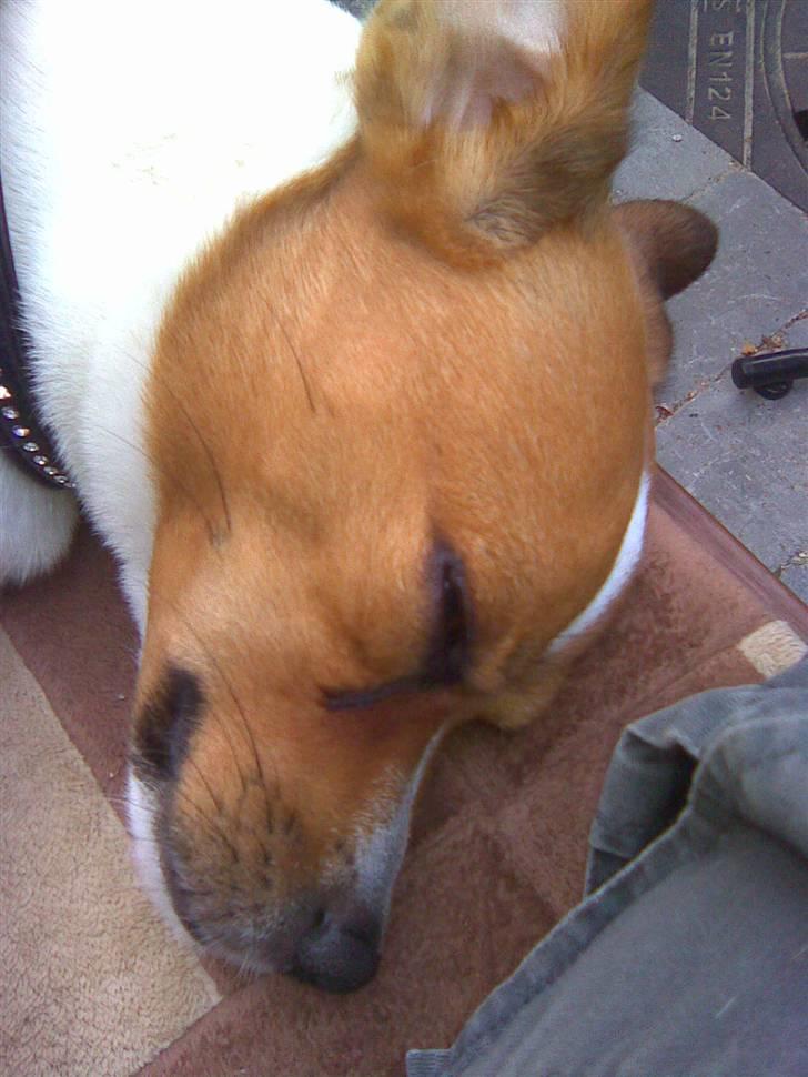 Blanding af racer Bernhard billede 11