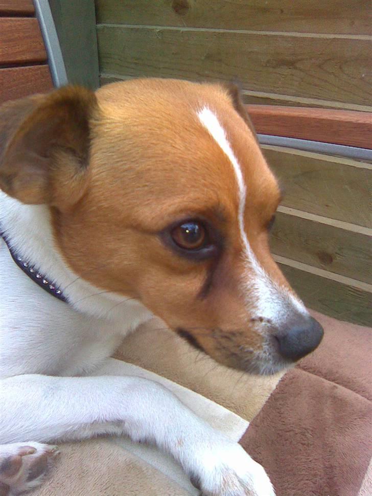 Blanding af racer Bernhard billede 12