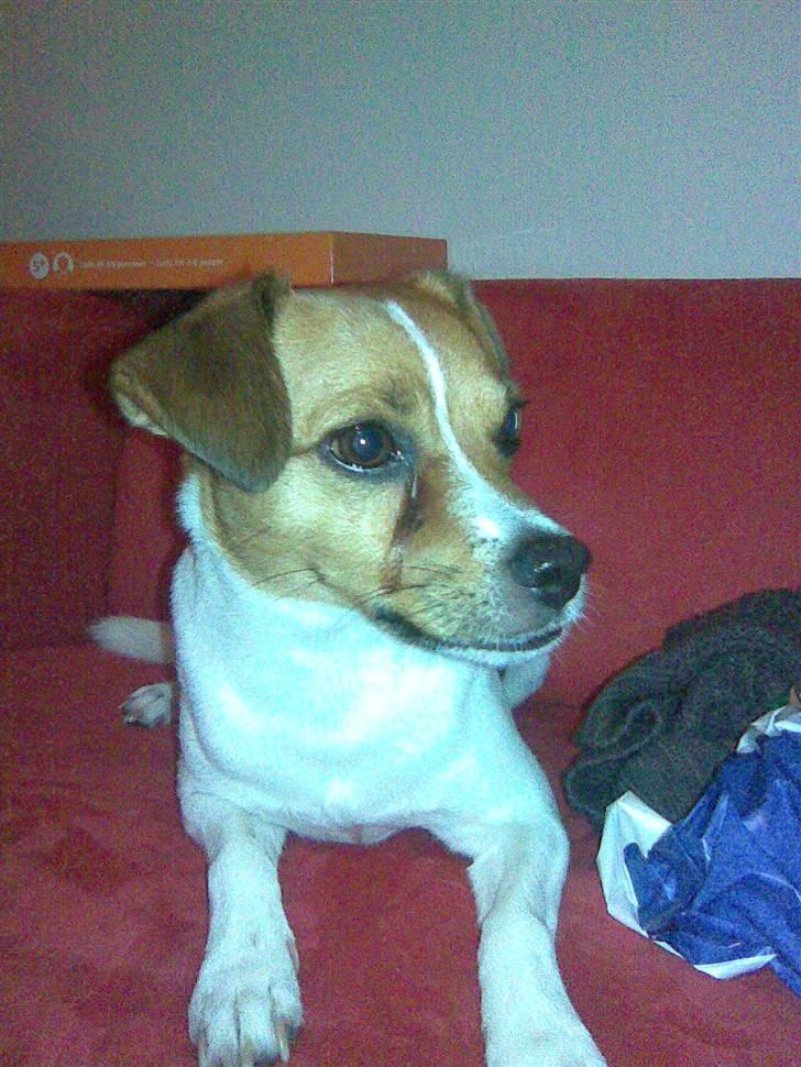 Blanding af racer Bernhard billede 13