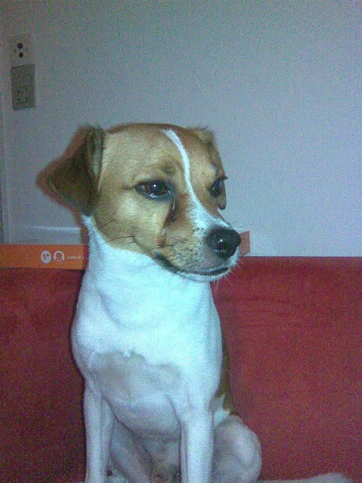 Blanding af racer Bernhard billede 14