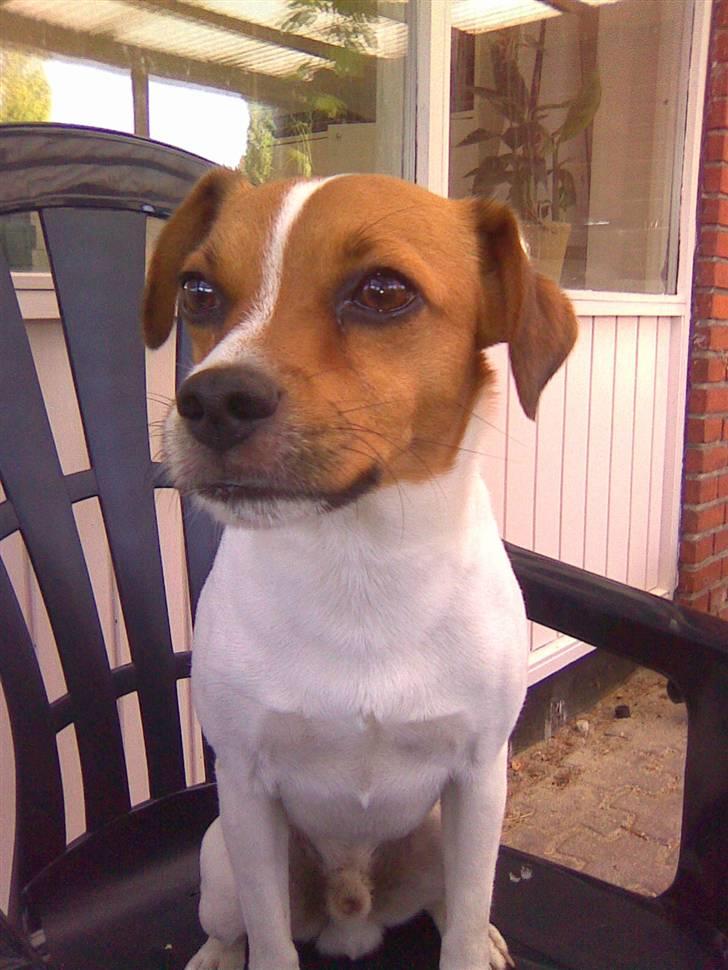 Blanding af racer Bernhard - holder lige udkig over haven! ;)  billede 15