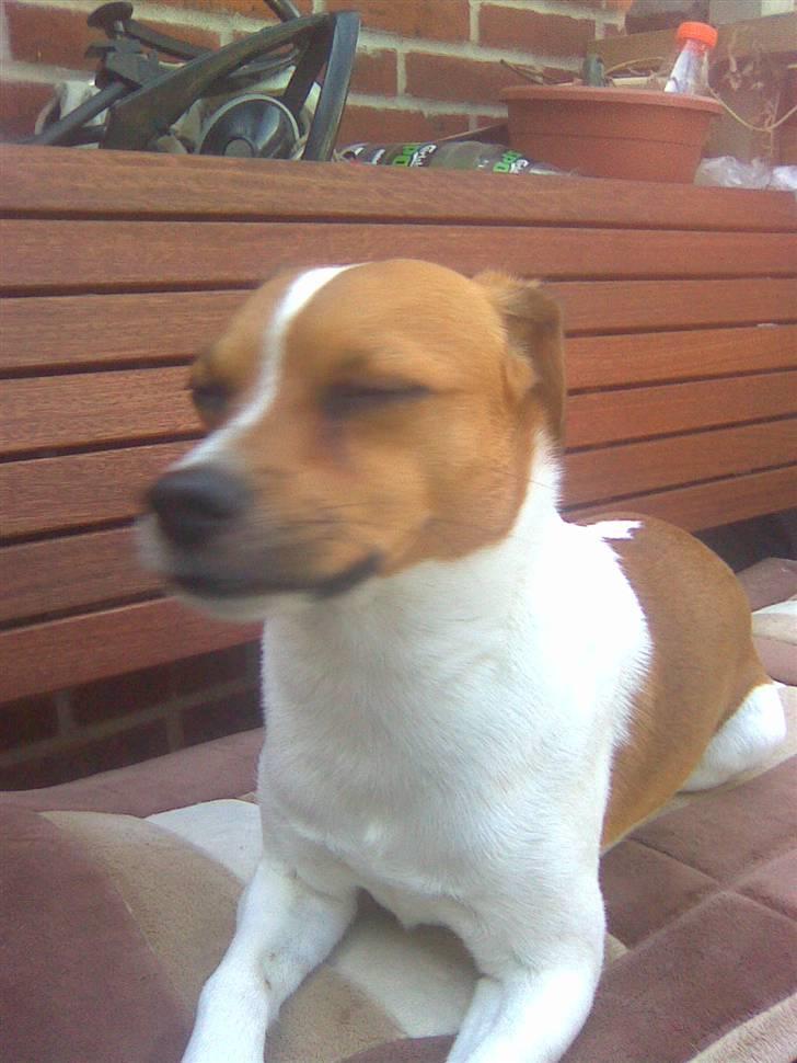 Blanding af racer Bernhard billede 16