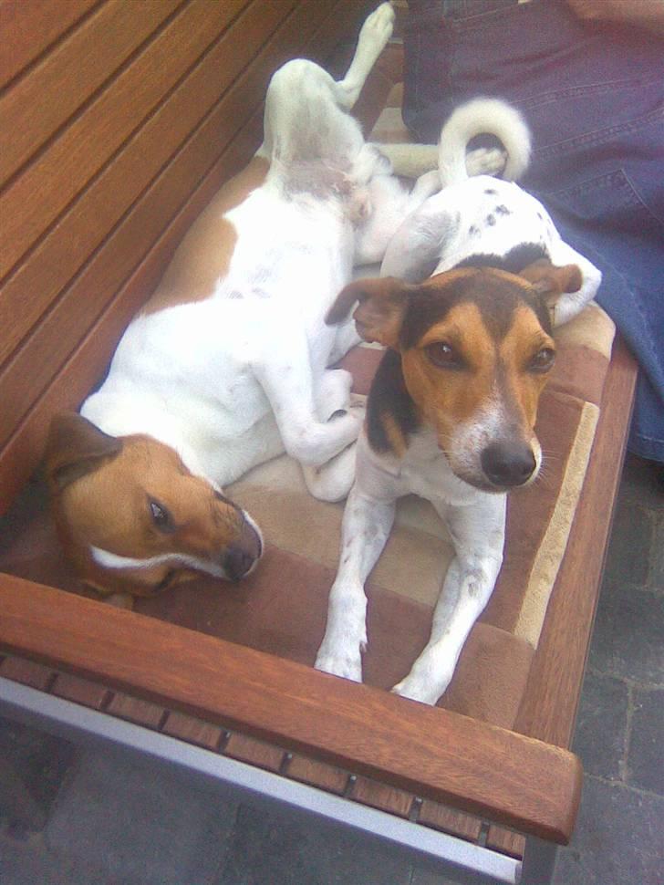 Blanding af racer Bernhard - mig og min bror loui, han er desværre i hunde himmelen nu, savner dig brorman <3  billede 17