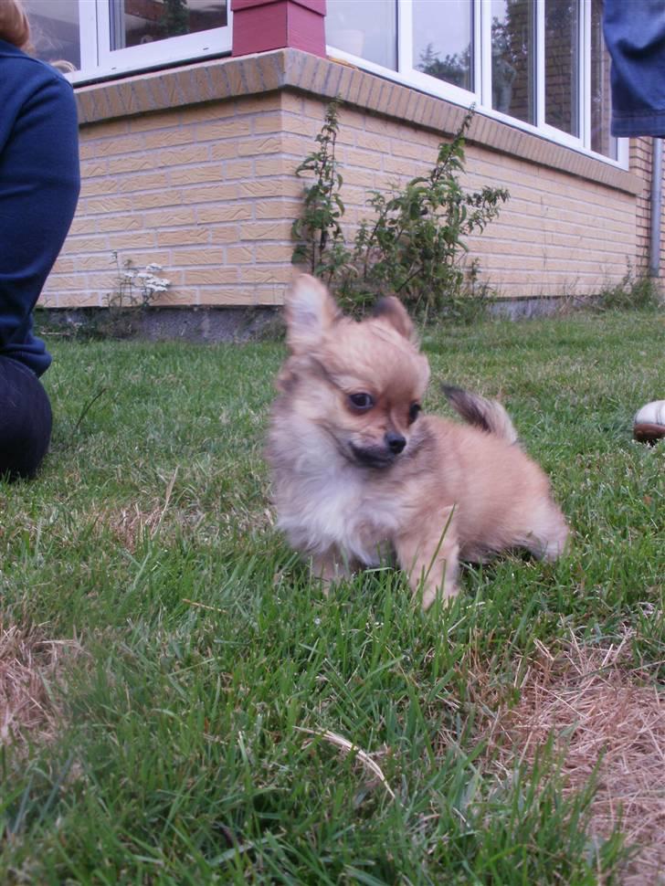 Chihuahua Micki - Micki billede 1