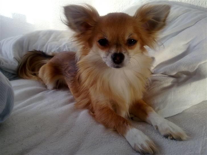 Chihuahua Micki - Micki´s far Sam billede 2