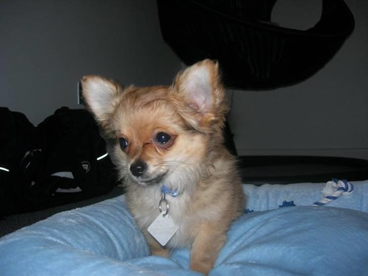 Chihuahua Micki - Micki 13 uger billede 3