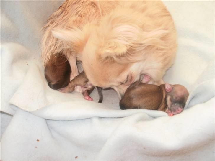 Chihuahua Micki - Micki, søskende og mor Malou billede 4