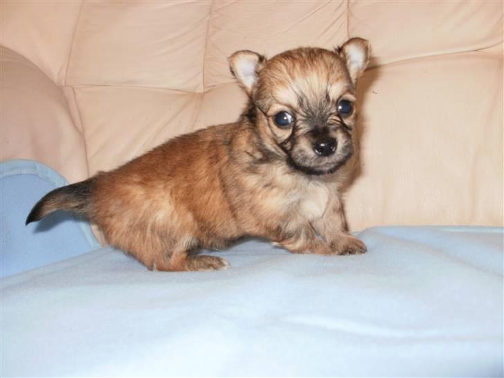 Chihuahua Micki billede 6