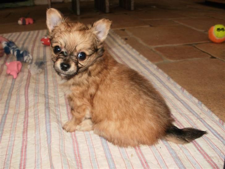 Chihuahua Micki billede 7