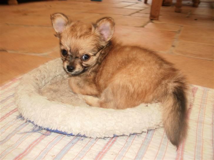Chihuahua Micki billede 8