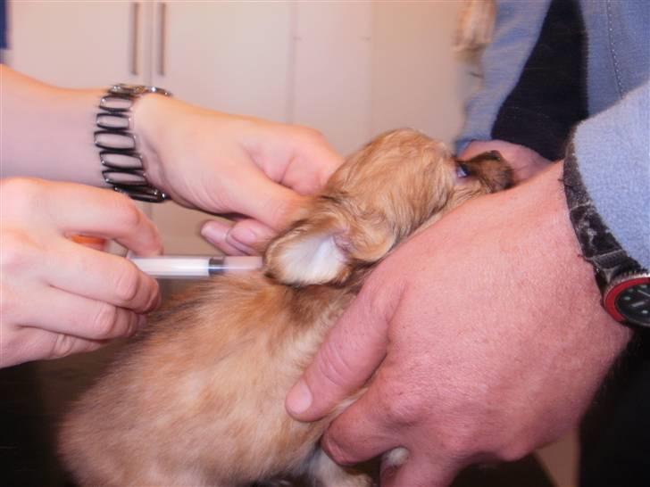 Chihuahua Micki billede 9