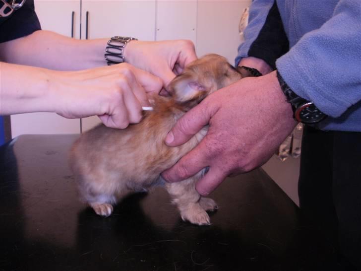 Chihuahua Micki billede 10