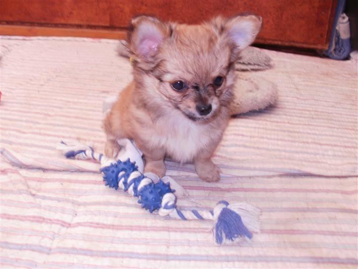 Chihuahua Micki billede 12