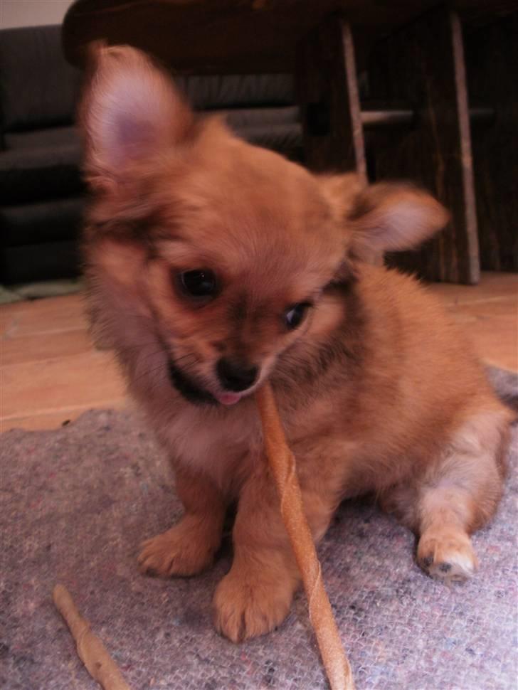 Chihuahua Micki billede 13