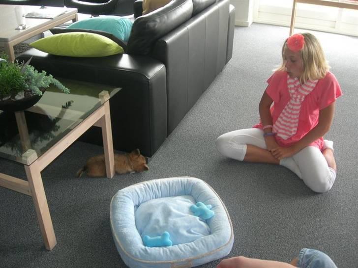 Chihuahua Micki - Micki og Ida billede 15