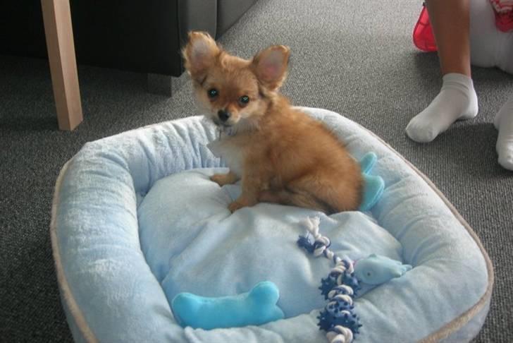 Chihuahua Micki billede 16