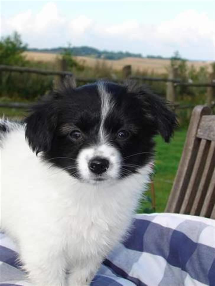 Papillon Klæstrupslunds Daisy - Daisy :D billede 1