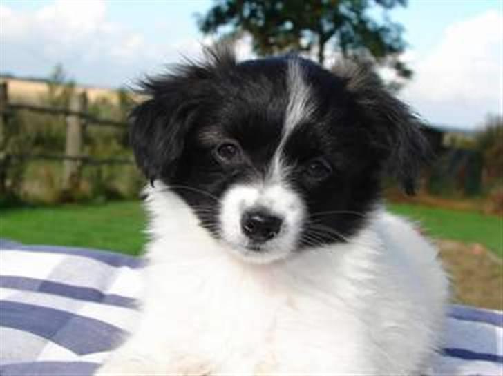 Papillon Klæstrupslunds Daisy billede 2