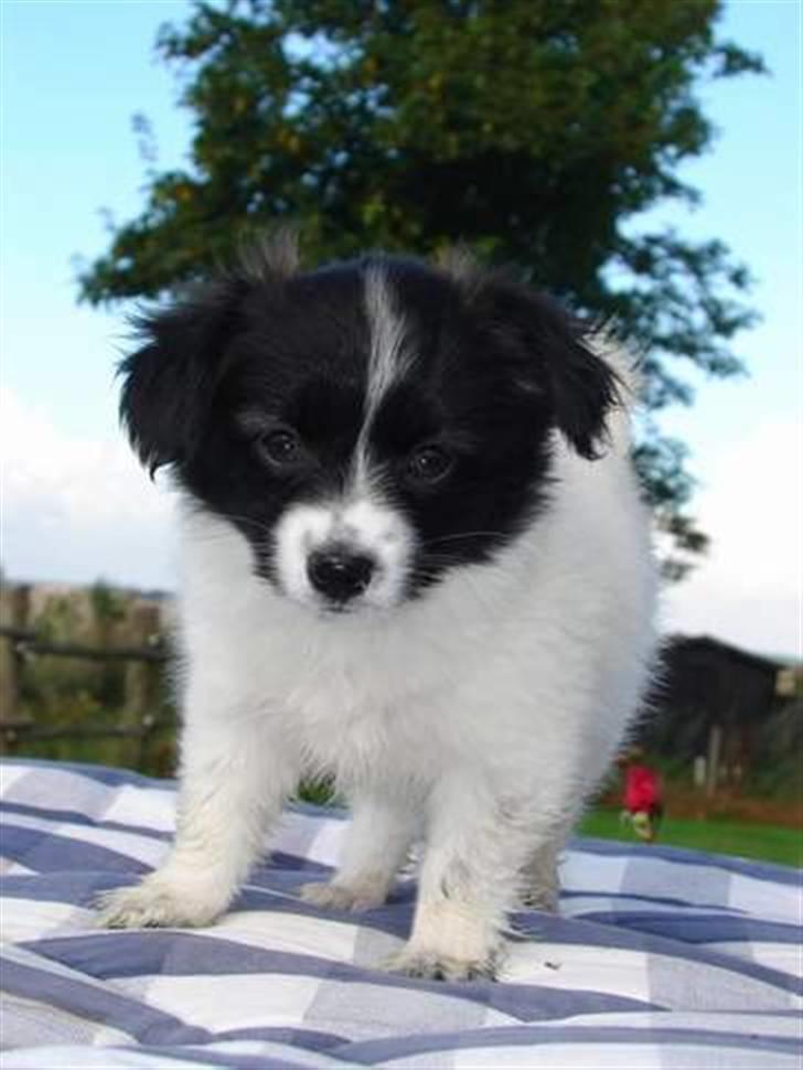 Papillon Klæstrupslunds Daisy billede 3