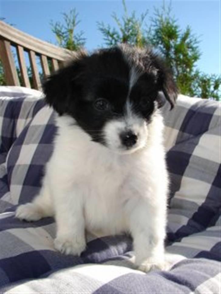 Papillon Klæstrupslunds Daisy - Daisy: " Du skal ikke se på mig, det var Pernille der gjorde det" :P billede 4