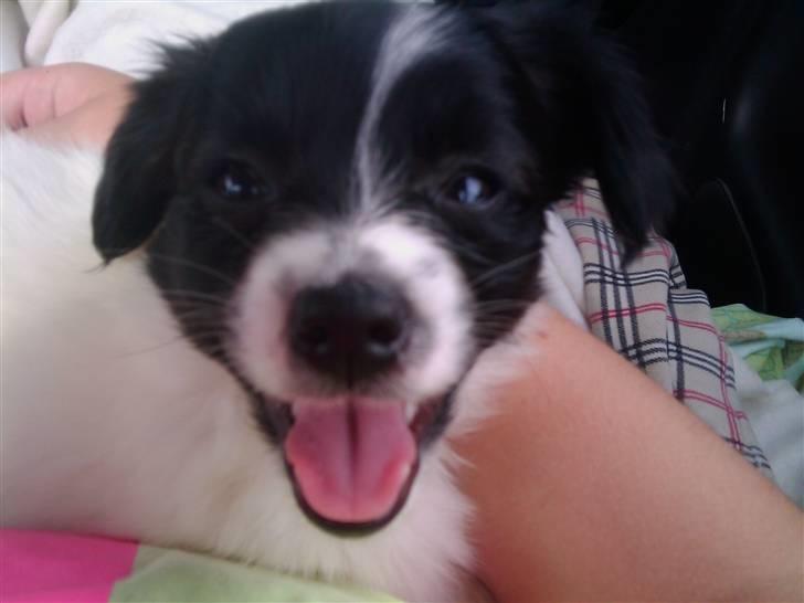 Papillon Klæstrupslunds Daisy - Med på farten :D billede 5