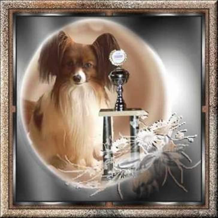 Papillon Klæstrupslunds Daisy - Daisy´s far Gallinas Wild Bear billede 6