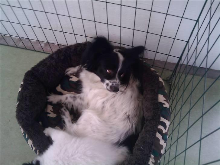 Papillon Klæstrupslunds Daisy - Daisy´s mor Sussi aka. Sissi billede 7