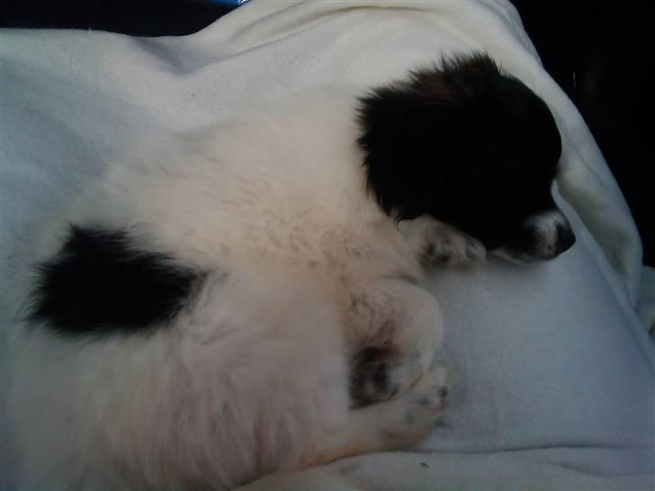 Papillon Klæstrupslunds Daisy - Afslapning i bilen :) billede 8