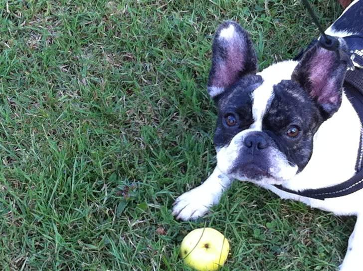 Fransk bulldog Daimi billede 14