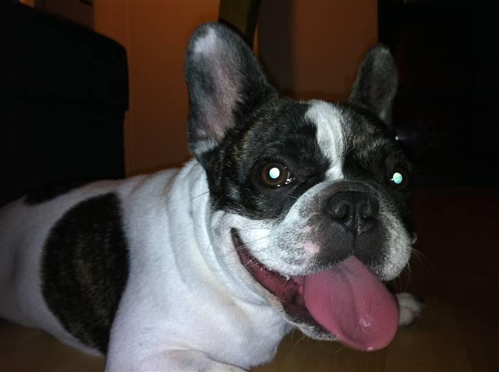 Fransk bulldog Daimi billede 15