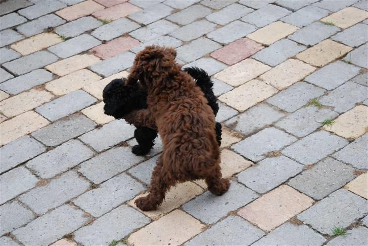 Mellempuddel Baylie billede 6