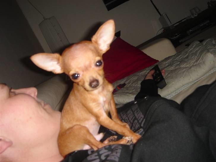 Chihuahua NIKO billede 9