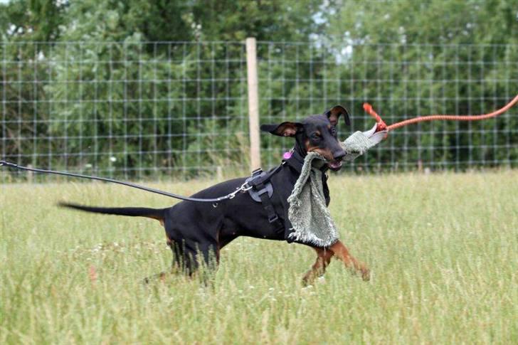 Dobermann Be-Barong Cadence -Holley RIP billede 8