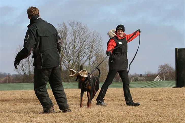 Dobermann Be-Barong Cadence -Holley RIP billede 9