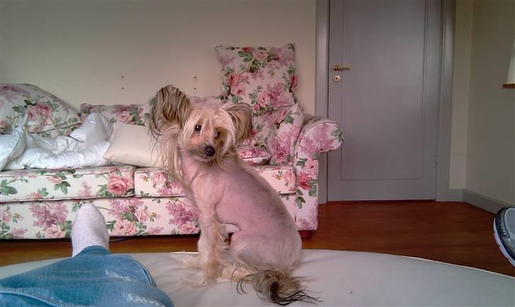 Chinese crested hårløs Misella's Usabine Unike  billede 13