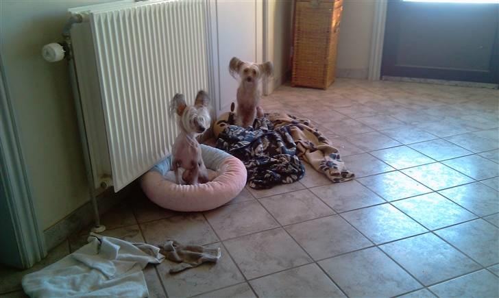 Chinese crested hårløs Misella's Usabine Unike  billede 14