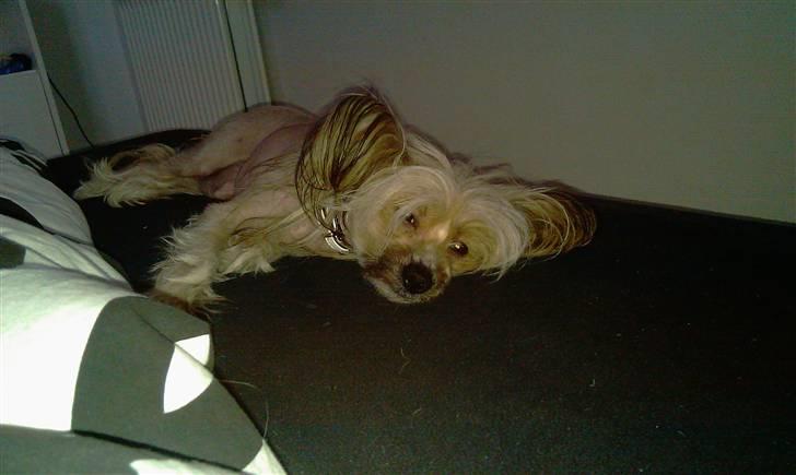 Chinese crested hårløs Misella's Usabine Unike  billede 15