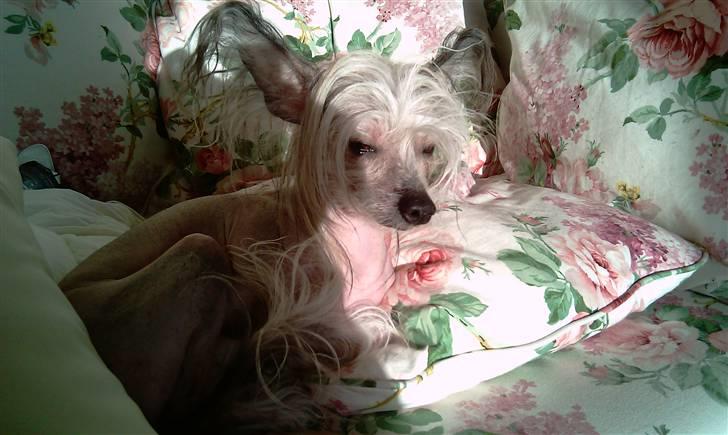 Chinese crested hårløs Cronhammar's Imperial China billede 10