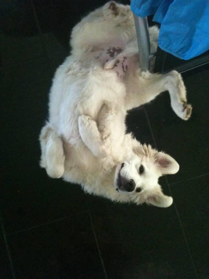 Blanding af racer Buddie [solgt] - Buddie (: billede 1