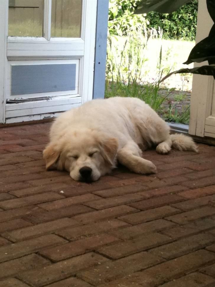 Blanding af racer Buddie [solgt] - Buddie (: billede 2