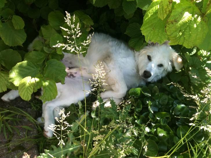 Blanding af racer Buddie [solgt] - Buddie (: billede 3