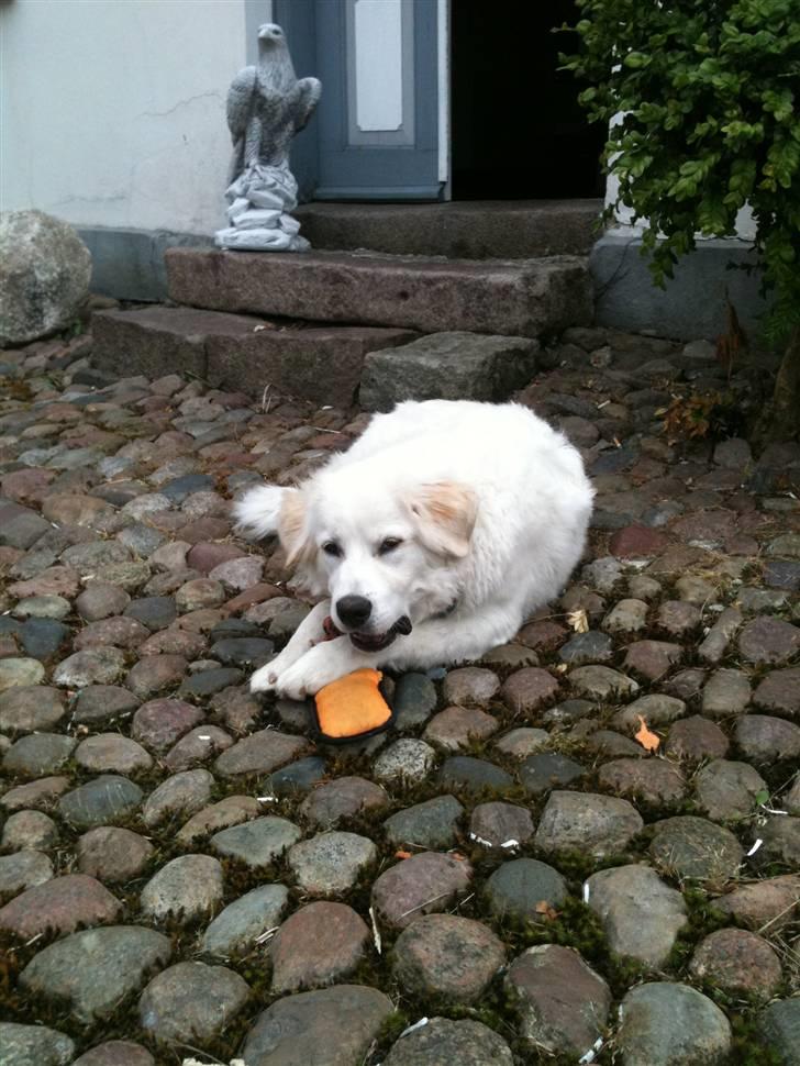 Blanding af racer Buddie [solgt] - Buddie (: billede 4