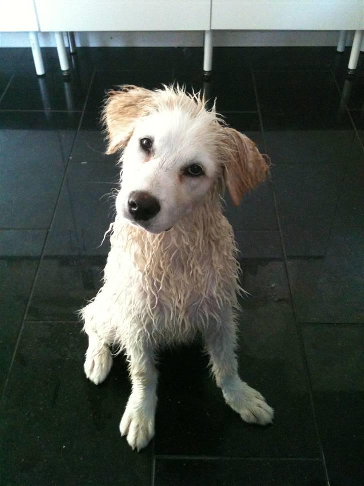 Blanding af racer Buddie [solgt] - Buddie (: Efter han har været i bad.. billede 5