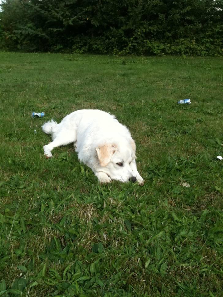 Blanding af racer Buddie [solgt] - Buddie (: billede 6