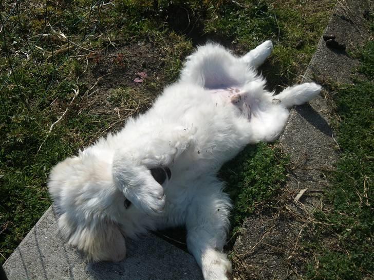 Blanding af racer Buddie [solgt] - Buddie (: 12 uger.. billede 7