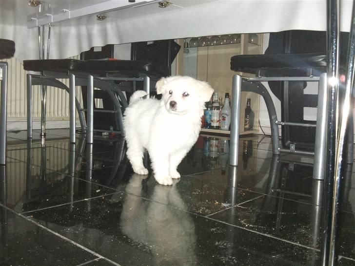 Blanding af racer Buddie [solgt] - Buddie (: 8 uger.. billede 8