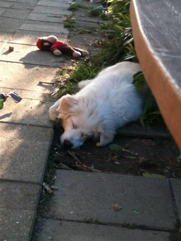 Blanding af racer Buddie [solgt] - Buddie (: billede 9