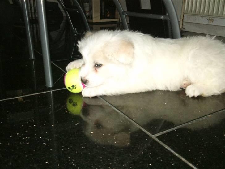 Blanding af racer Buddie [solgt] - Buddie (: 8 uger .. billede 10