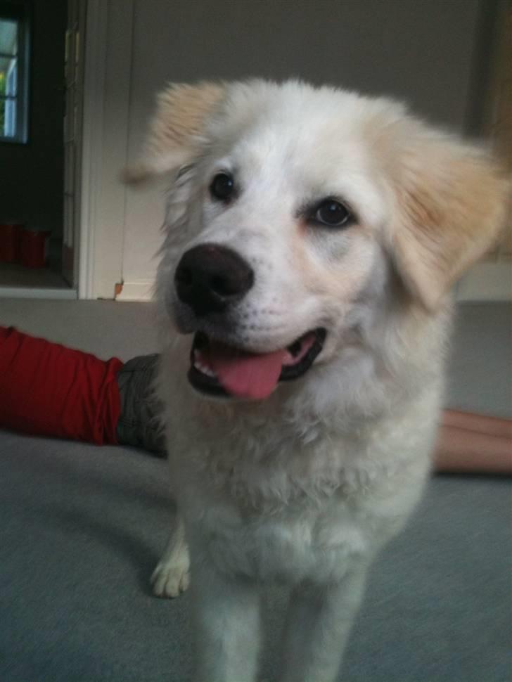 Blanding af racer Buddie [solgt] - Buddie (: billede 11